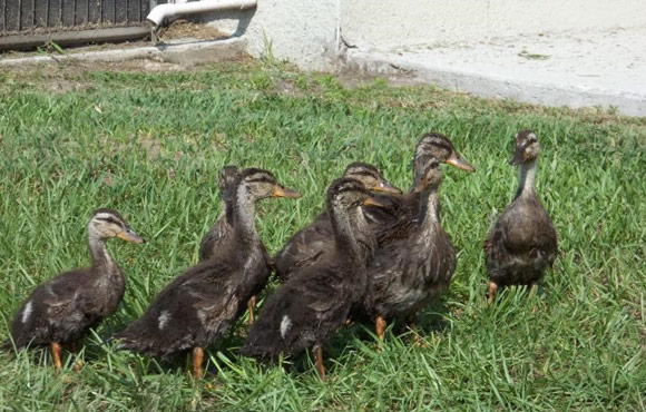 Mottled duck chicks