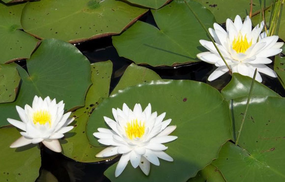 Water lily