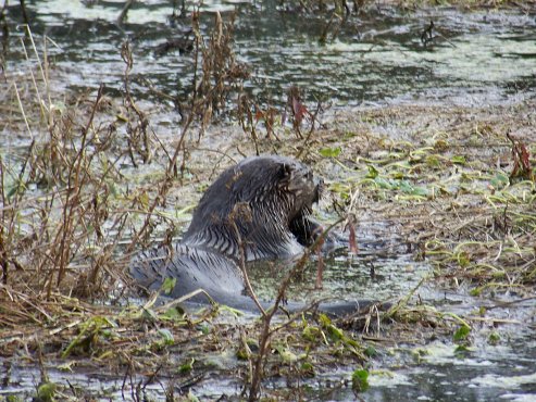 River Otter
