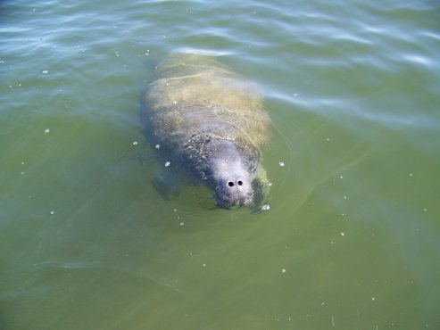East Indian Manatee in the Gulf of Mexico