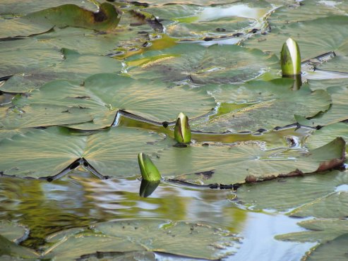 Water lilies