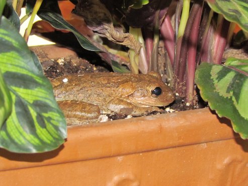 Cuban tree frog