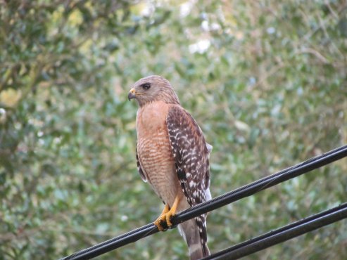Red shouldered hawk in suburbia