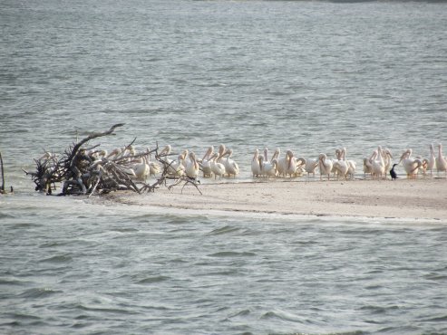 White pelicans