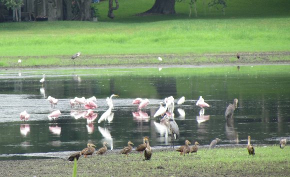 lakebernadettebirds