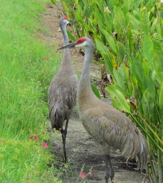 sandhillcranes