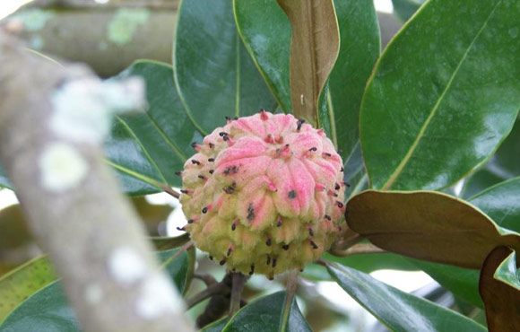 Magnolia seed head