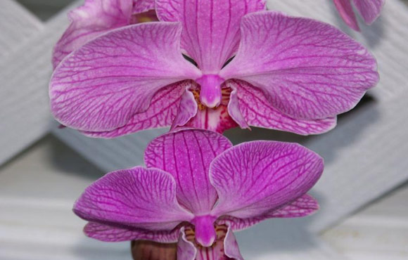 orchid flower