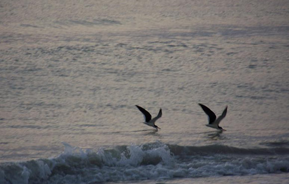 skimmers