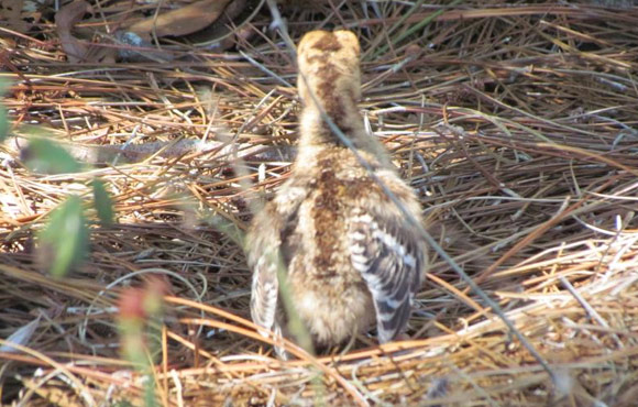 turkey pult