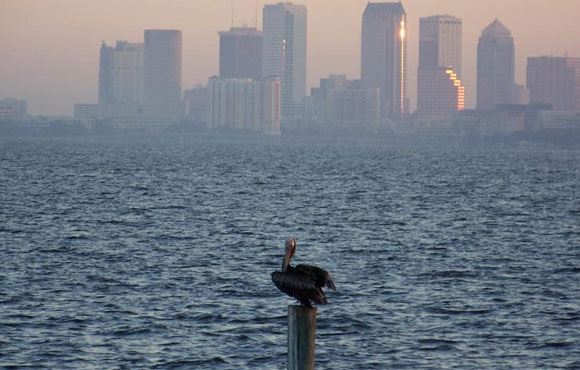 Pelican viewing city of Tampa