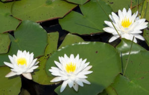 Clementi Environmental Consulting