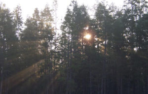 Clementi Environmental Consulting