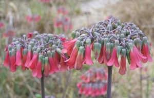 Clementi Environmental Consulting