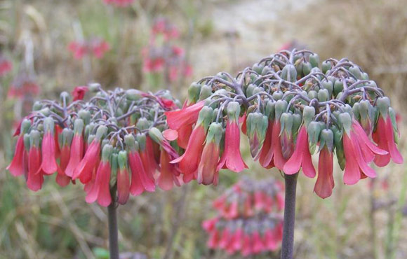 Clementi Environmental Consulting