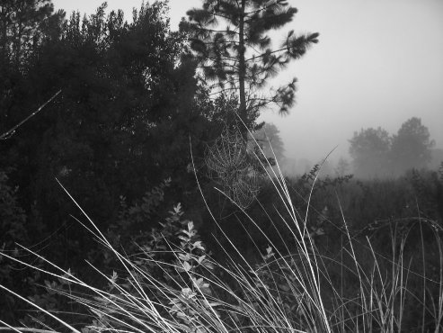 Clementi Environmental Consulting