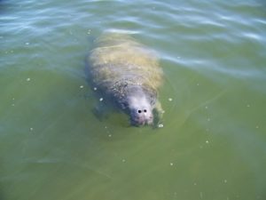 Clementi Environmental Consulting