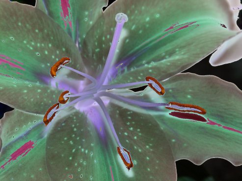 Clementi Environmental Consulting