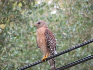 Clementi Environmental Consulting