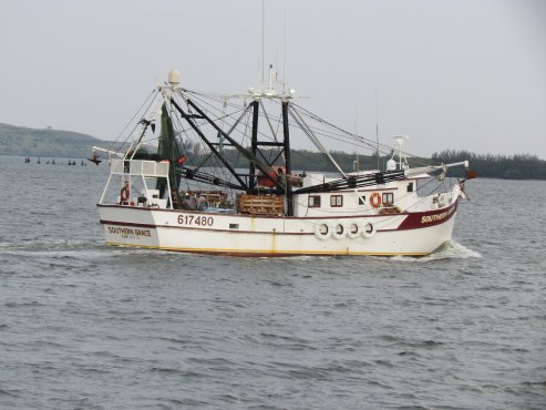 Clementi Environmental Consulting