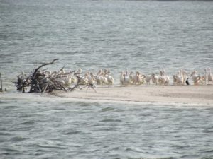 Clementi Environmental Consulting