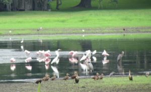 Clementi Environmental Consulting