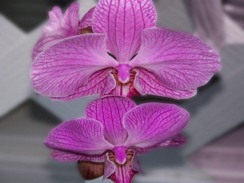 Clementi Environmental Consulting