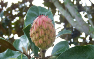 Clementi Environmental Consulting