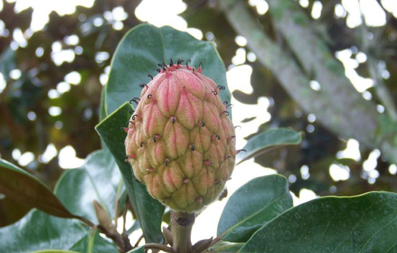 Clementi Environmental Consulting