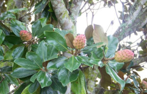 Clementi Environmental Consulting