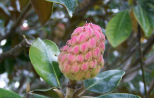 Clementi Environmental Consulting