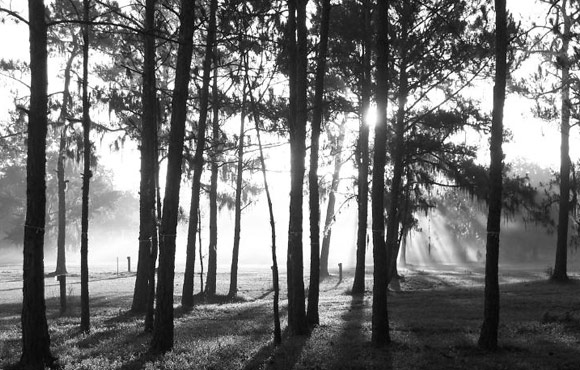 Clementi Environmental Consulting