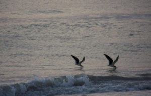 Clementi Environmental Consulting