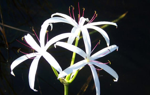 Clementi Environmental Consulting