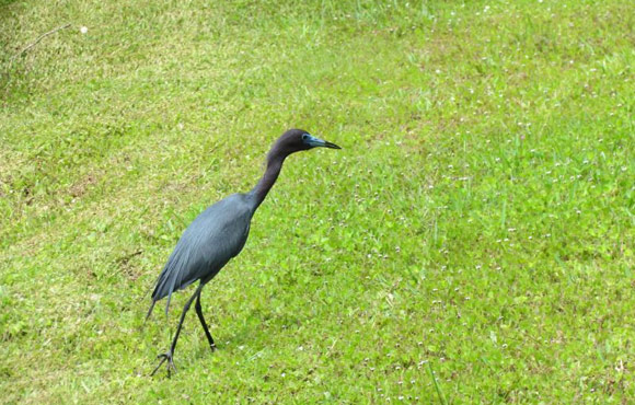 Clementi Environmental Consulting