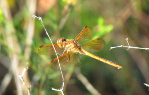 Clementi Environmental Consulting