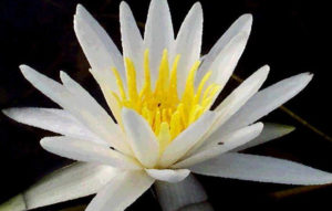 Clementi Environmental Consulting