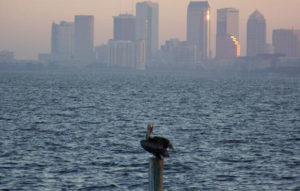 Clementi Environmental Consulting